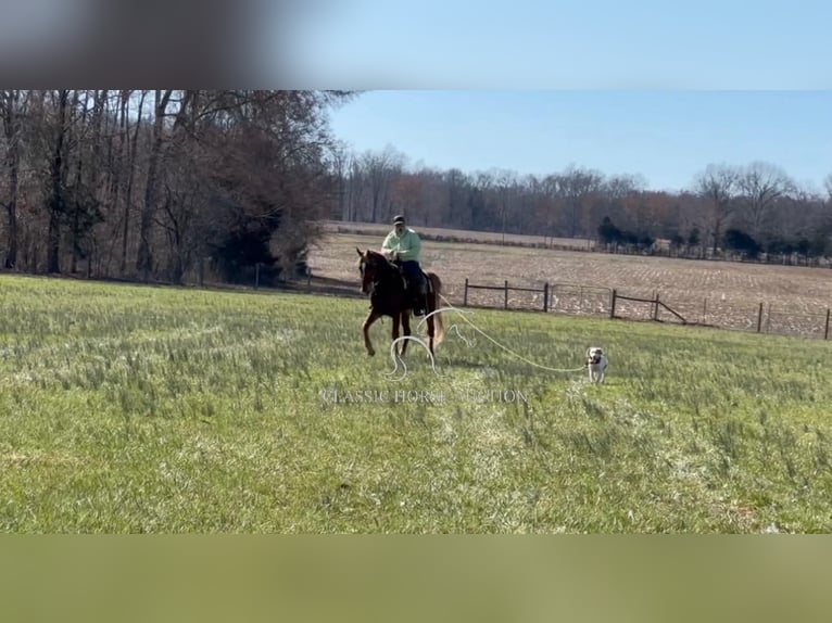 Tennessee walking horse Caballo castrado 4 años 163 cm Alazán rojizo in Shelbyville, TN