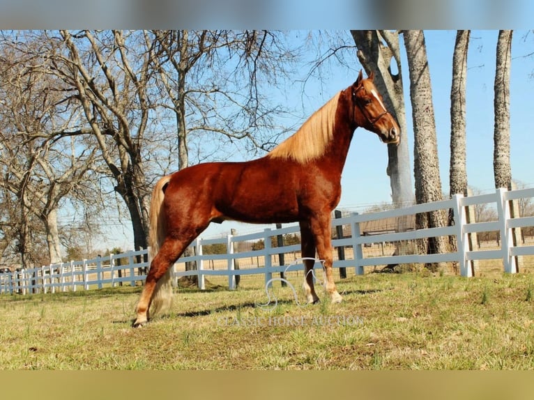 Tennessee walking horse Caballo castrado 4 años 163 cm Alazán rojizo in Shelbyville, TN