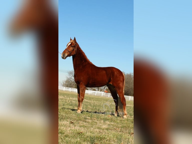 Tennessee walking horse Caballo castrado 4 años 163 cm Alazán rojizo in Shelbyville, TN