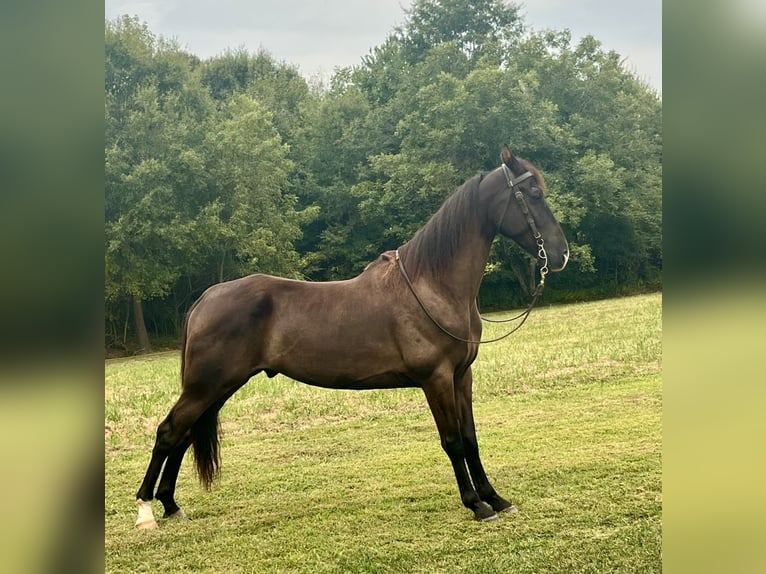 Tennessee walking horse Caballo castrado 4 años 163 cm Negro in Monroe, NC