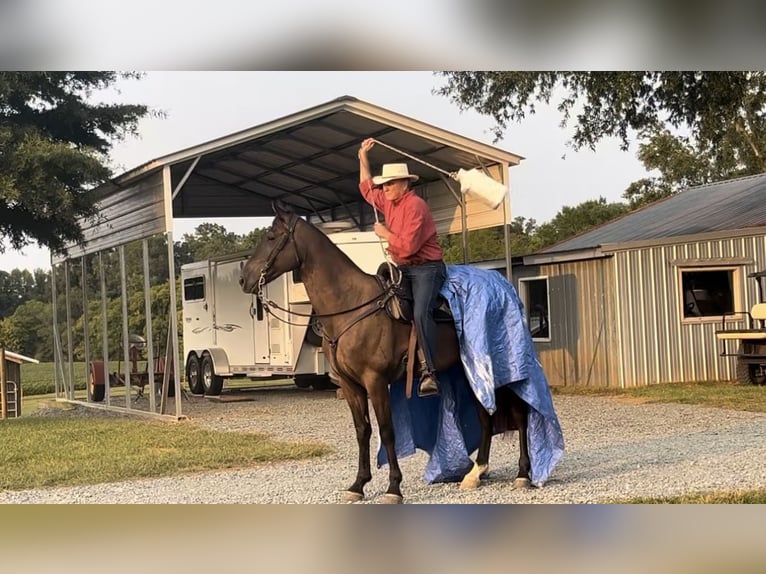 Tennessee walking horse Caballo castrado 4 años 163 cm Negro in Monroe, NC