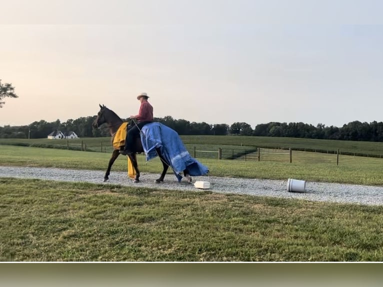 Tennessee walking horse Caballo castrado 4 años 163 cm Negro in Monroe, NC