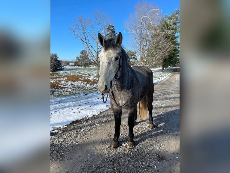 Tennessee walking horse Caballo castrado 4 años 163 cm Tordo in Lawrenceburg