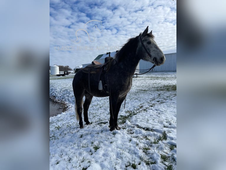 Tennessee walking horse Caballo castrado 4 años 163 cm Tordo in Lawrenceburg