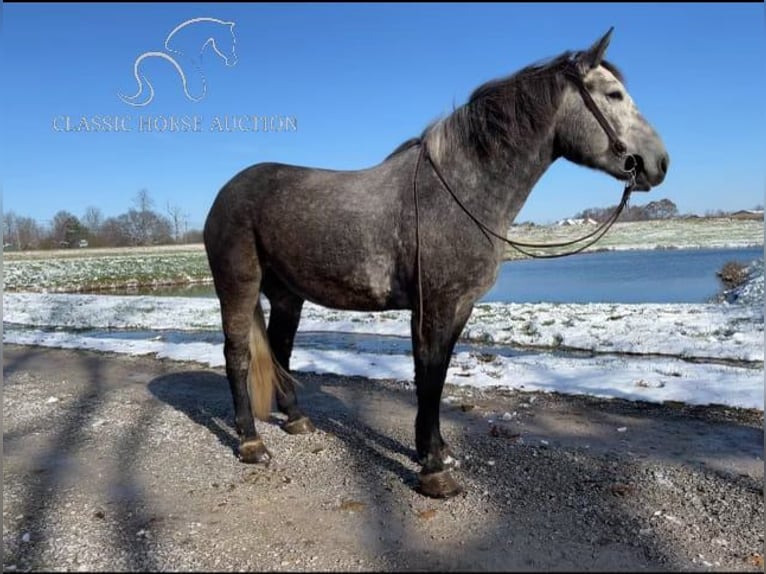 Tennessee walking horse Caballo castrado 4 años 163 cm Tordo in Lawrenceburg