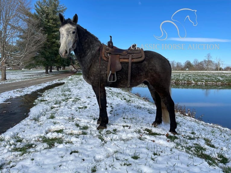 Tennessee walking horse Caballo castrado 4 años 163 cm Tordo in Lawrenceburg