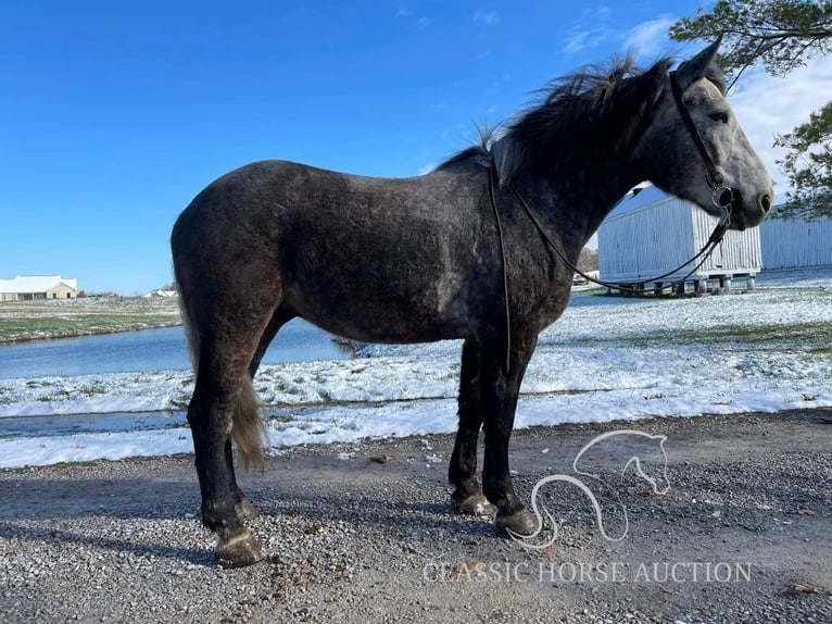 Tennessee walking horse Caballo castrado 4 años 163 cm Tordo in Lawrenceburg