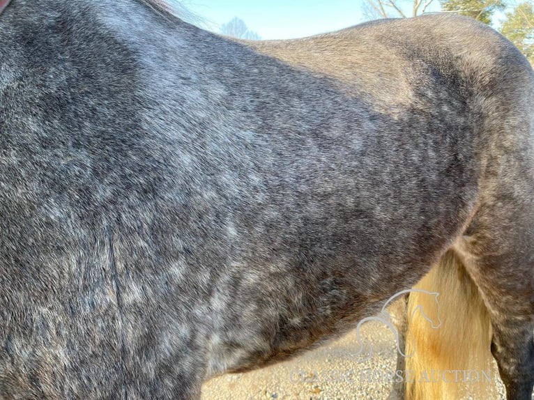 Tennessee walking horse Caballo castrado 4 años 163 cm Tordo in Lawrenceburg