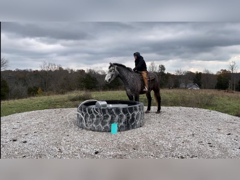 Tennessee walking horse Caballo castrado 4 años 163 cm Tordo in Lawrenceburg