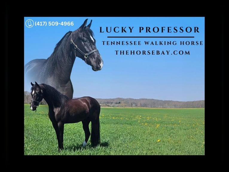 Tennessee walking horse Caballo castrado 4 años 168 cm Negro in Princeton, KY