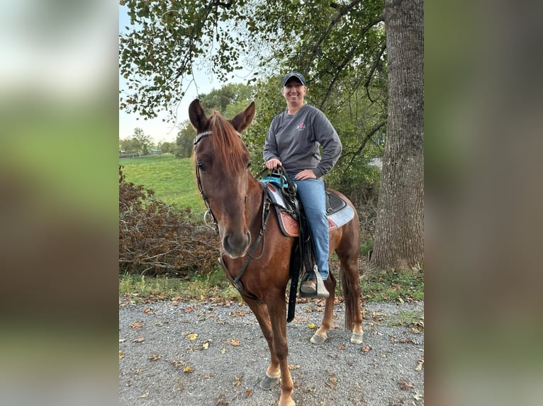 Tennessee walking horse Caballo castrado 5 años 142 cm Alazán rojizo in Sneedville, TN