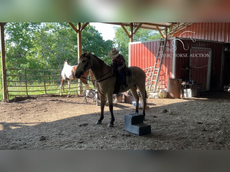 Tennessee walking horse Caballo castrado 5 años 142 cm Buckskin/Bayo in Whitley City