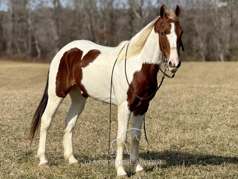 Tennessee walking horse Caballo castrado 5 años 142 cm Tobiano-todas las-capas in Whitley City,KY