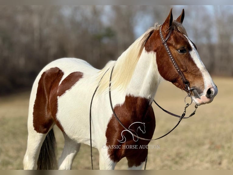 Tennessee walking horse Caballo castrado 5 años 142 cm Tobiano-todas las-capas in Whitley City,KY