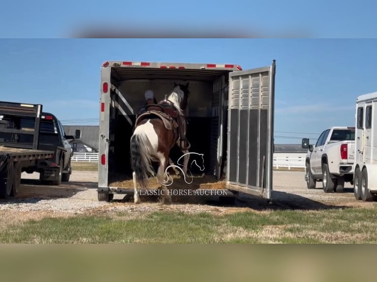 Tennessee walking horse Caballo castrado 5 años 142 cm Tobiano-todas las-capas in Lewisburg, TN
