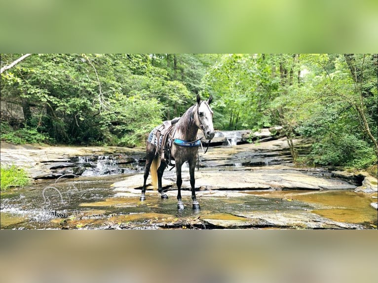 Tennessee walking horse Caballo castrado 5 años 142 cm Tordo in Gillsville, GA