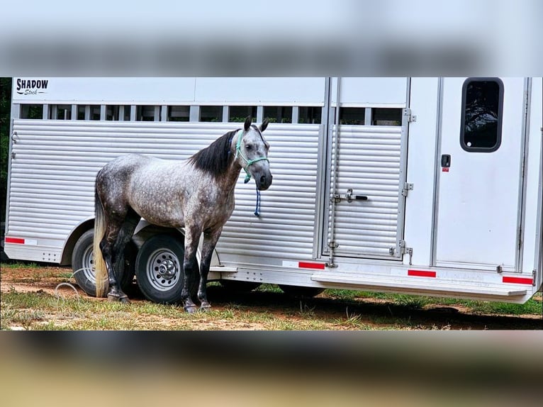 Tennessee walking horse Caballo castrado 5 años 142 cm Tordo in Gillsville, GA