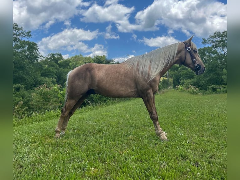 Tennessee walking horse Caballo castrado 5 años 147 cm Alazán-tostado in Whitley City, KY
