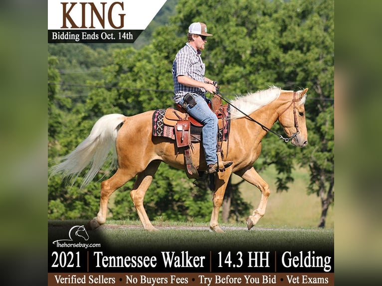 Tennessee walking horse Caballo castrado 5 años 150 cm Palomino in Parkers Lake, KY