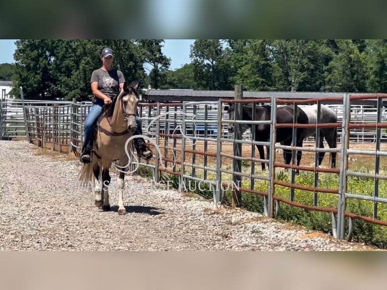 Tennessee walking horse Caballo castrado 5 años 152 cm Buckskin/Bayo in Lewisburg