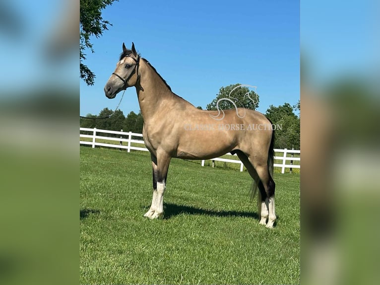 Tennessee walking horse Caballo castrado 5 años 152 cm Buckskin/Bayo in Lewisburg
