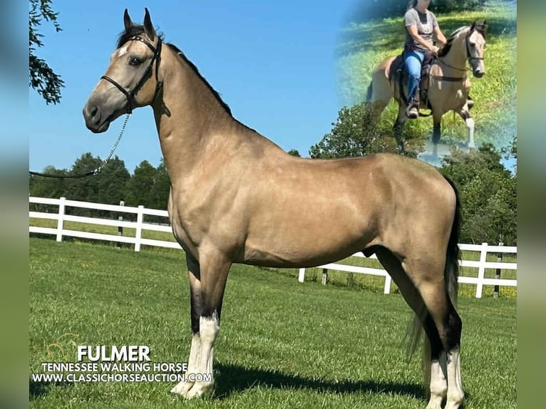 Tennessee walking horse Caballo castrado 5 años 152 cm Buckskin/Bayo in Lewisburg