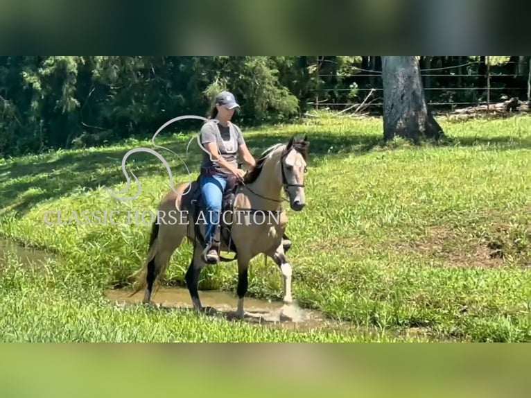 Tennessee walking horse Caballo castrado 5 años 152 cm Buckskin/Bayo in Lewisburg