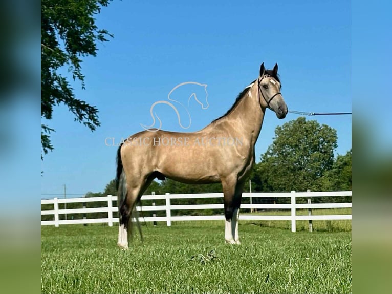 Tennessee walking horse Caballo castrado 5 años 152 cm Buckskin/Bayo in Lewisburg