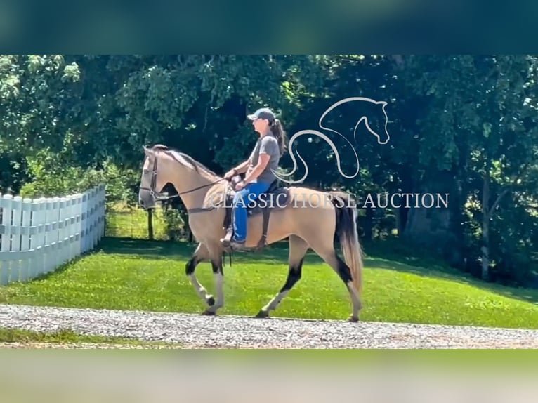 Tennessee walking horse Caballo castrado 5 años 152 cm Buckskin/Bayo in Lewisburg
