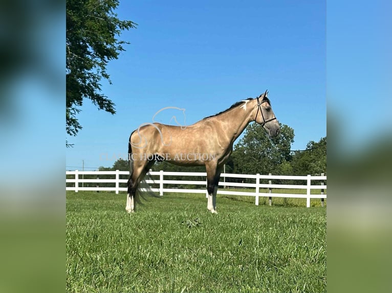 Tennessee walking horse Caballo castrado 5 años 152 cm Buckskin/Bayo in Lewisburg