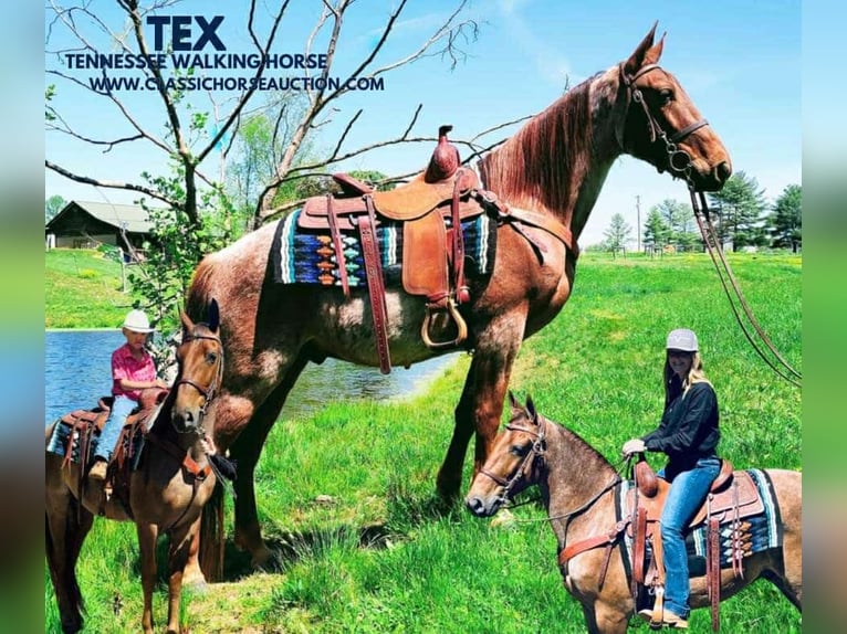 Tennessee walking horse Caballo castrado 5 años 152 cm in Breeding, KY