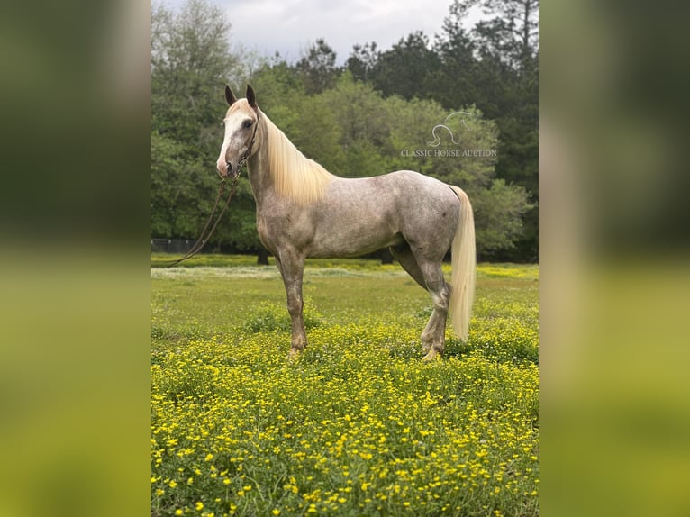 Tennessee walking horse Caballo castrado 5 años 152 cm in independence, la