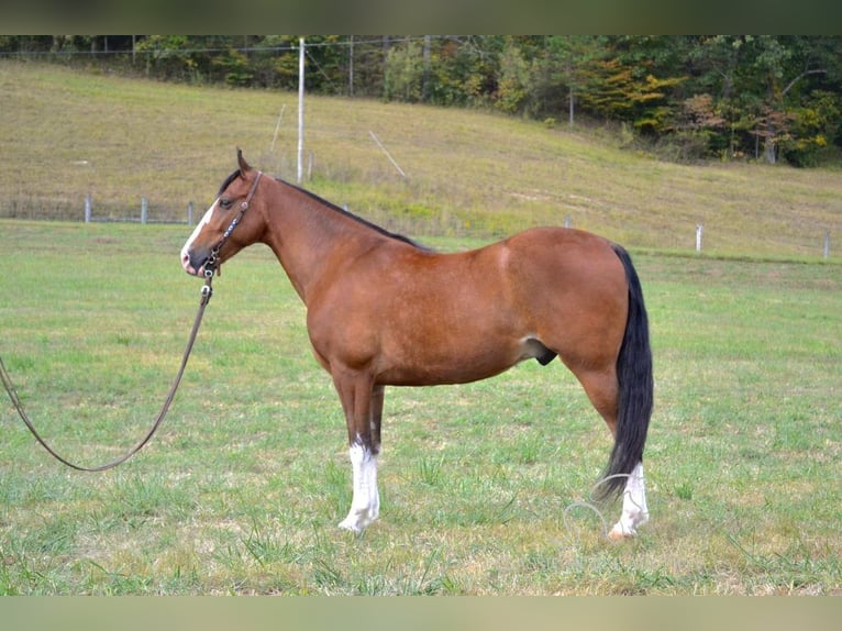 Tennessee walking horse Caballo castrado 5 años 152 cm Castaño rojizo in Salyersville, KY