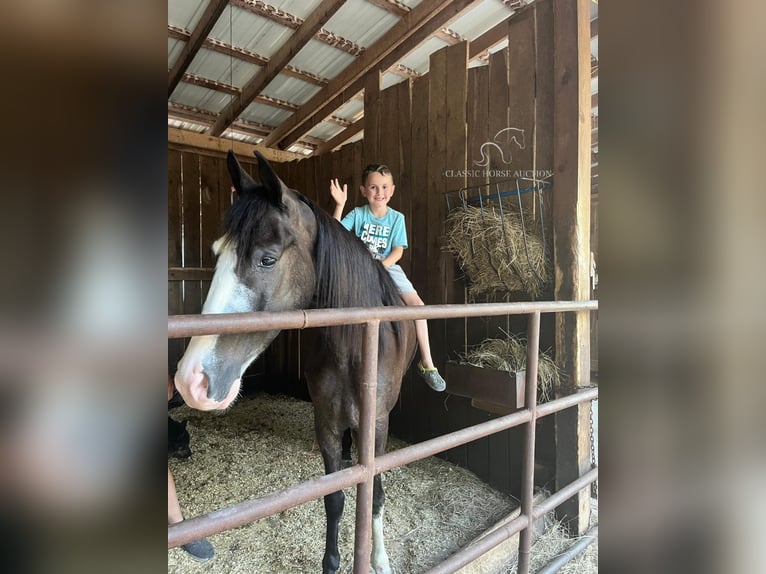 Tennessee walking horse Caballo castrado 5 años 152 cm Negro in Gruetli Laager, TN