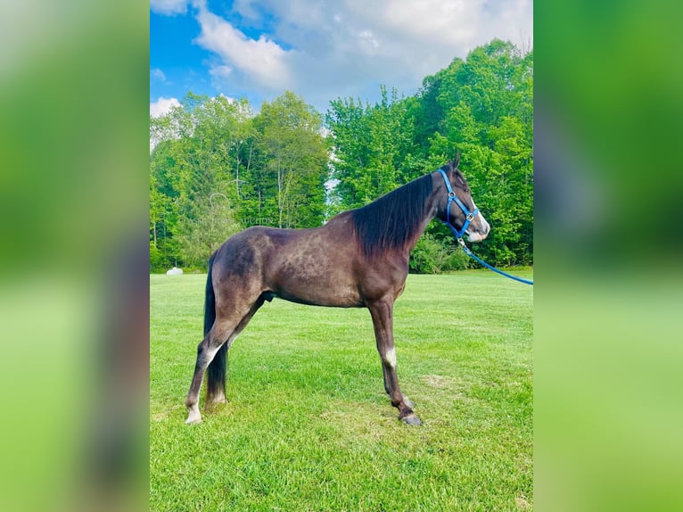 Tennessee walking horse Caballo castrado 5 años 152 cm Negro in Tyner, KY