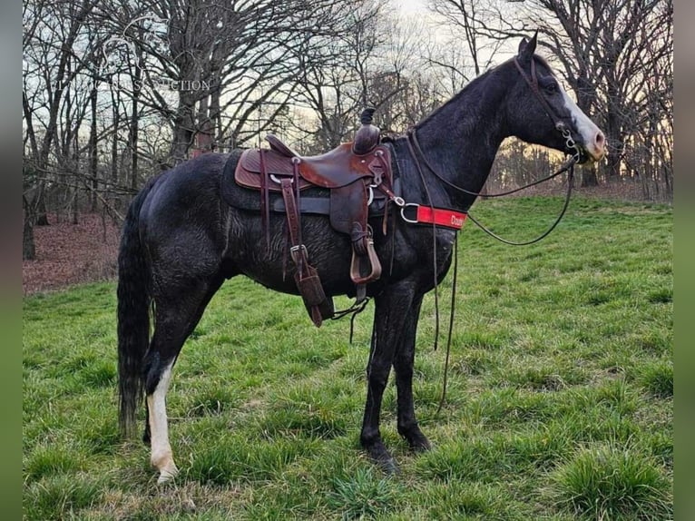 Tennessee walking horse Caballo castrado 5 años 152 cm Negro in Otis Orchards, WA