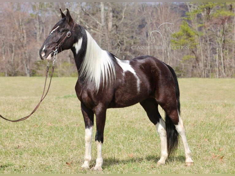 Tennessee walking horse Caballo castrado 5 años 152 cm Negro in Whitley Cityky