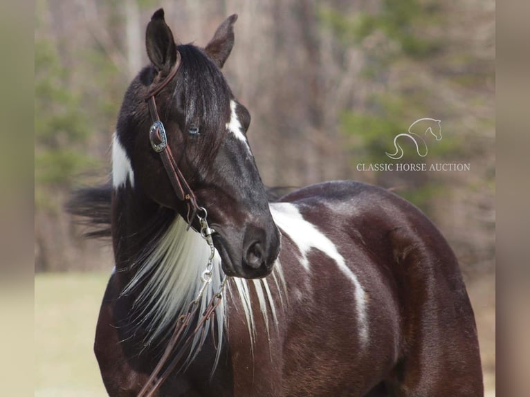 Tennessee walking horse Caballo castrado 5 años 152 cm Negro in Whitley Cityky