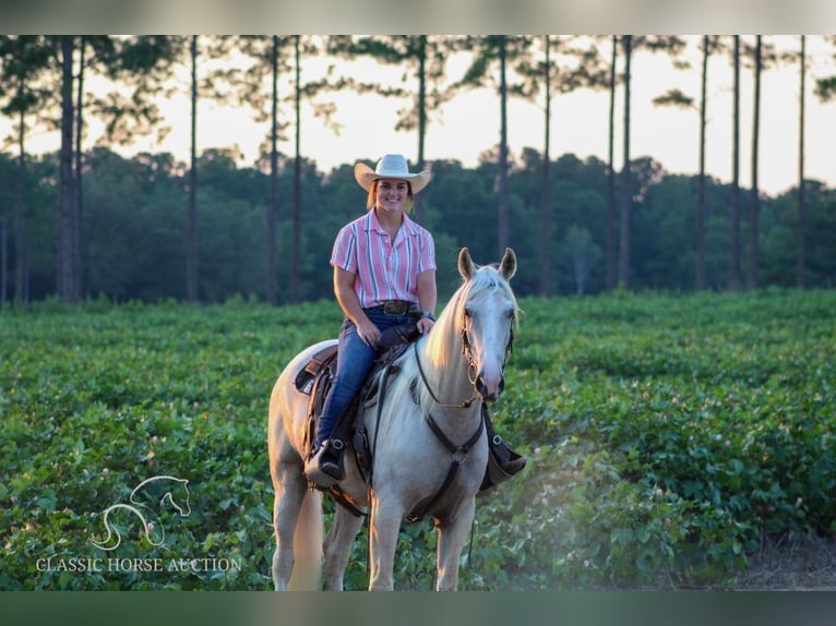 Tennessee walking horse Caballo castrado 5 años 152 cm Palomino in Thomasville