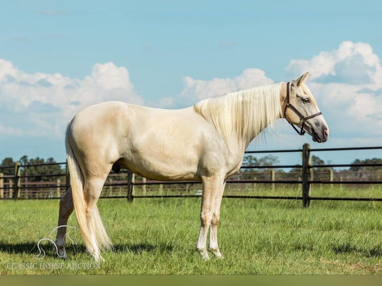 Tennessee walking horse Caballo castrado 5 años 152 cm Palomino in Thomasville