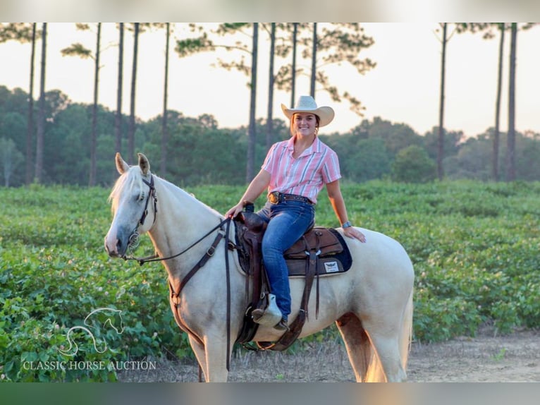 Tennessee walking horse Caballo castrado 5 años 152 cm Palomino in Thomasville