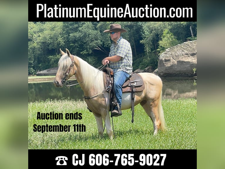 Tennessee walking horse Caballo castrado 5 años 152 cm Tobiano-todas las-capas in Whitley City