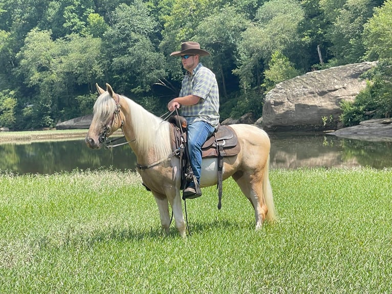 Tennessee walking horse Caballo castrado 5 años 152 cm Tobiano-todas las-capas in Whitley City