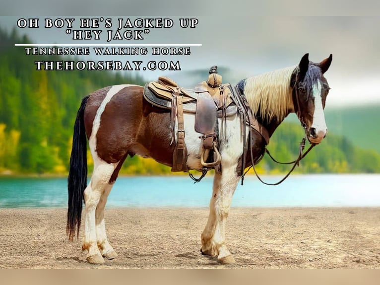 Tennessee walking horse Caballo castrado 5 años 152 cm Tobiano-todas las-capas in Wichita Falls, TX