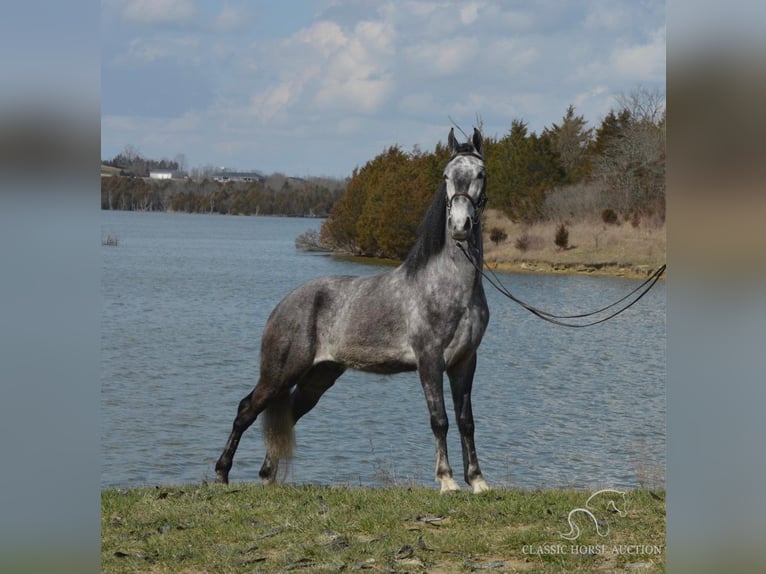 Tennessee walking horse Caballo castrado 5 años 152 cm Tordo in Hustonville, KY