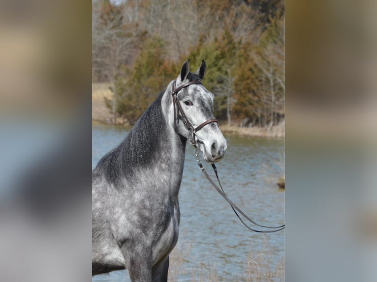 Tennessee walking horse Caballo castrado 5 años 152 cm Tordo in Hustonville, KY