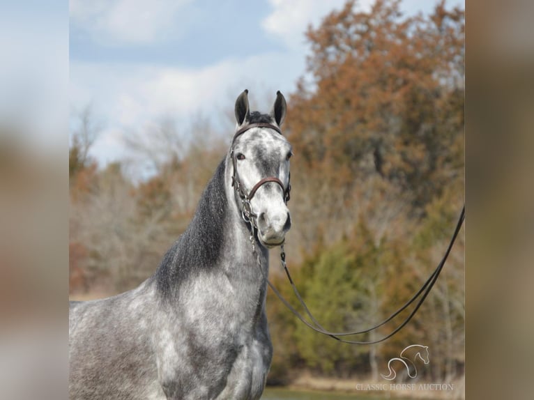 Tennessee walking horse Caballo castrado 5 años 152 cm Tordo in Hustonville, KY