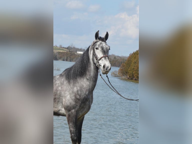 Tennessee walking horse Caballo castrado 5 años 152 cm Tordo in Hustonville, KY