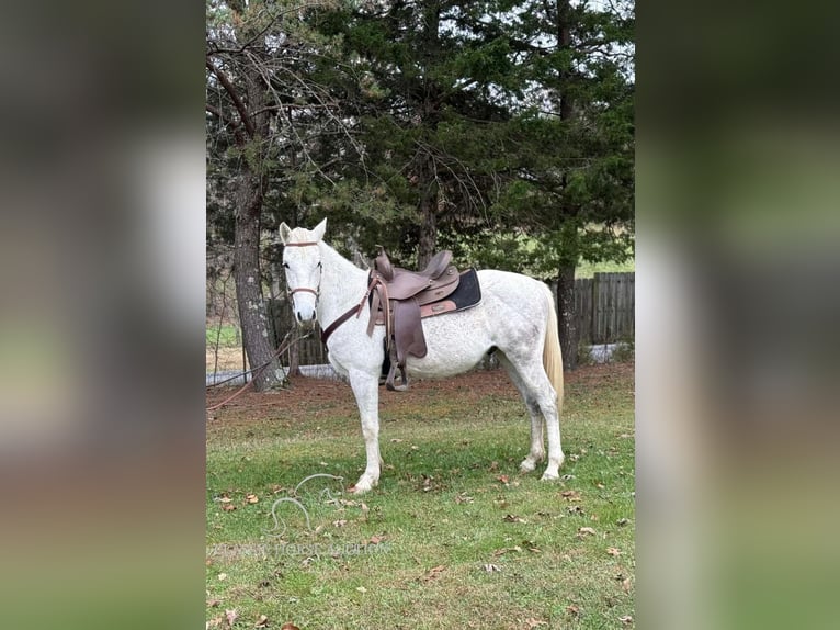 Tennessee walking horse Caballo castrado 5 años 152 cm Tordo in Winchester