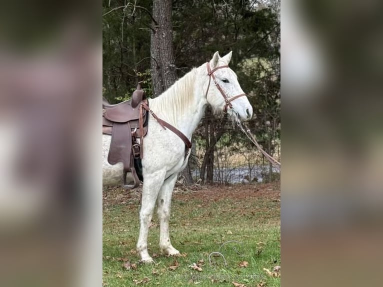 Tennessee walking horse Caballo castrado 5 años 152 cm Tordo in Winchester